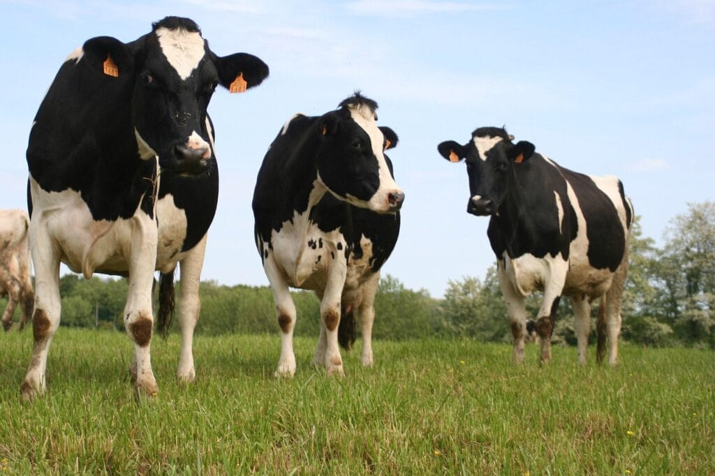 cow, field, nature, graze, grass, landscape, cow, cow, cow, cow, cow