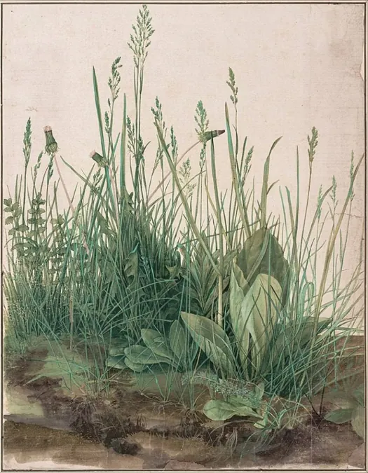 Albrecht Durrer (1503) – „Velký kus drnu“ – akvarel na papíru