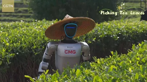 AM: Robot zbierajúci čajové lístky na plantáži